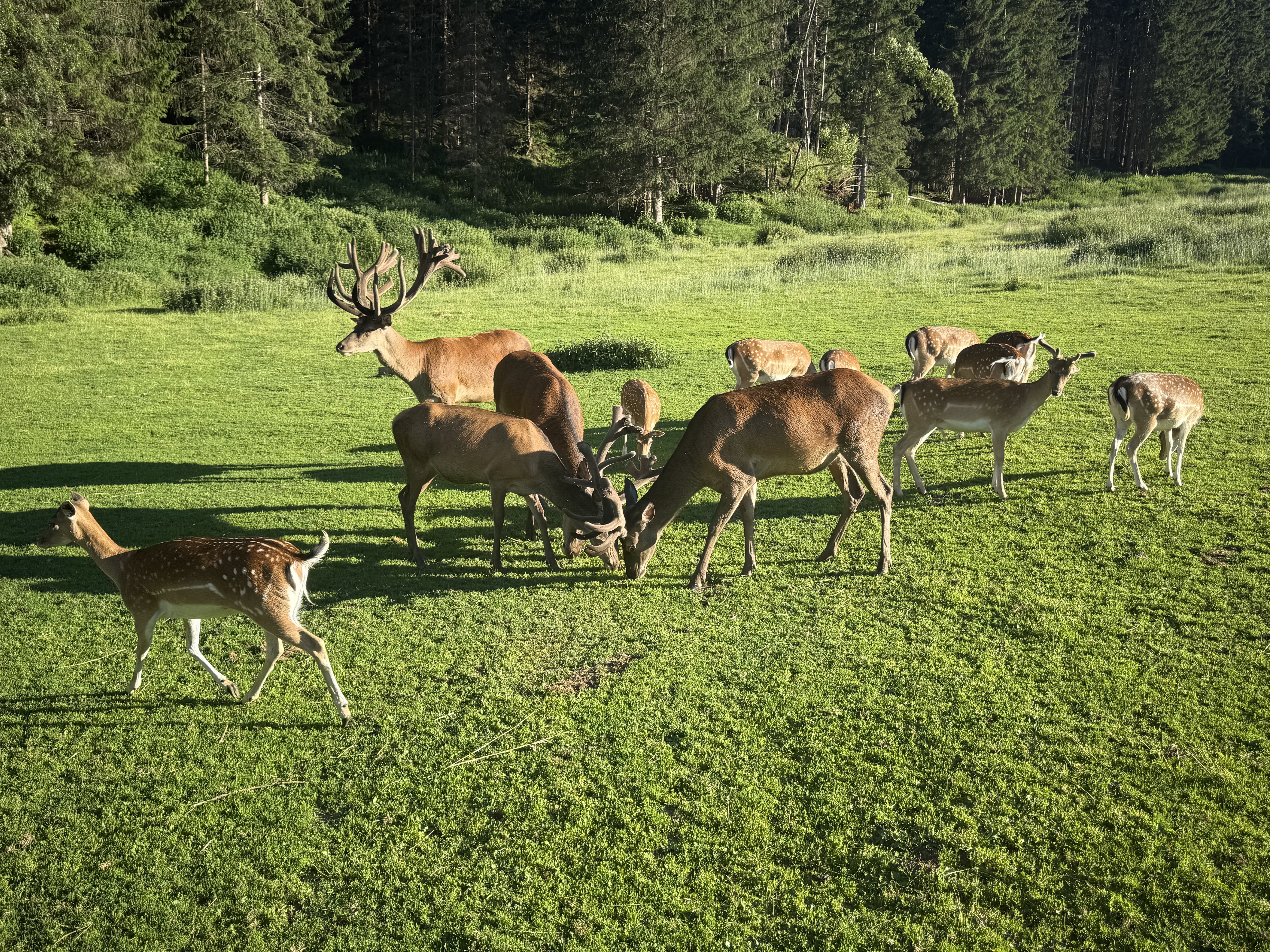 Hirsche auf der Wiese am Grundstück