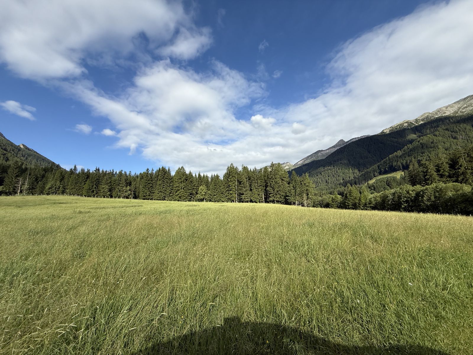 Bewuchs und Gelände der Wiese