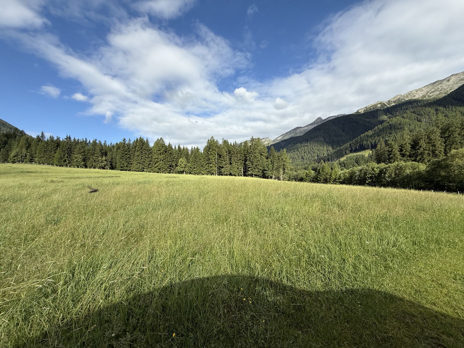 Panoramaaufnahme der Wiese
