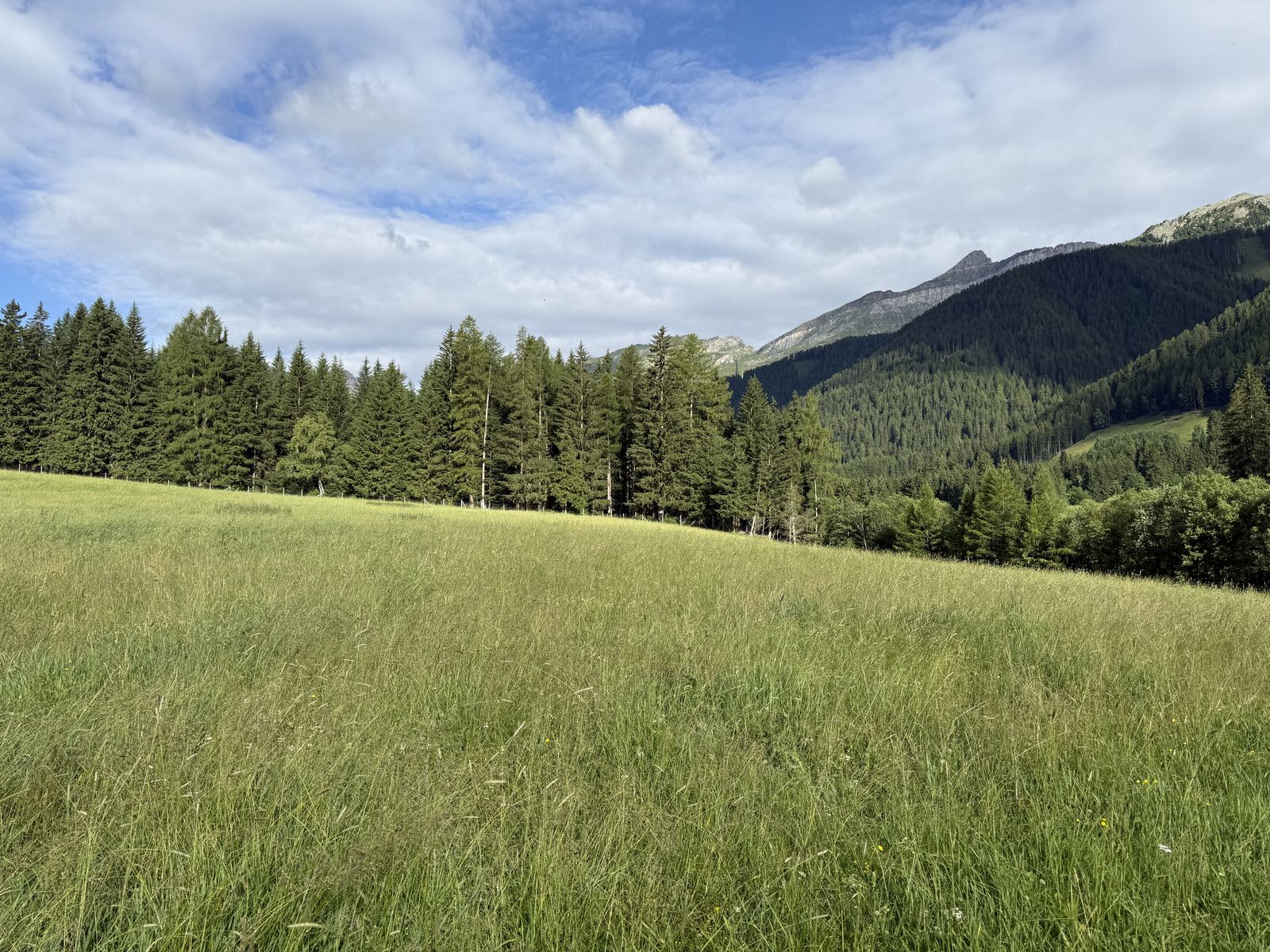 Zufahrt und Randbereich der Wiese