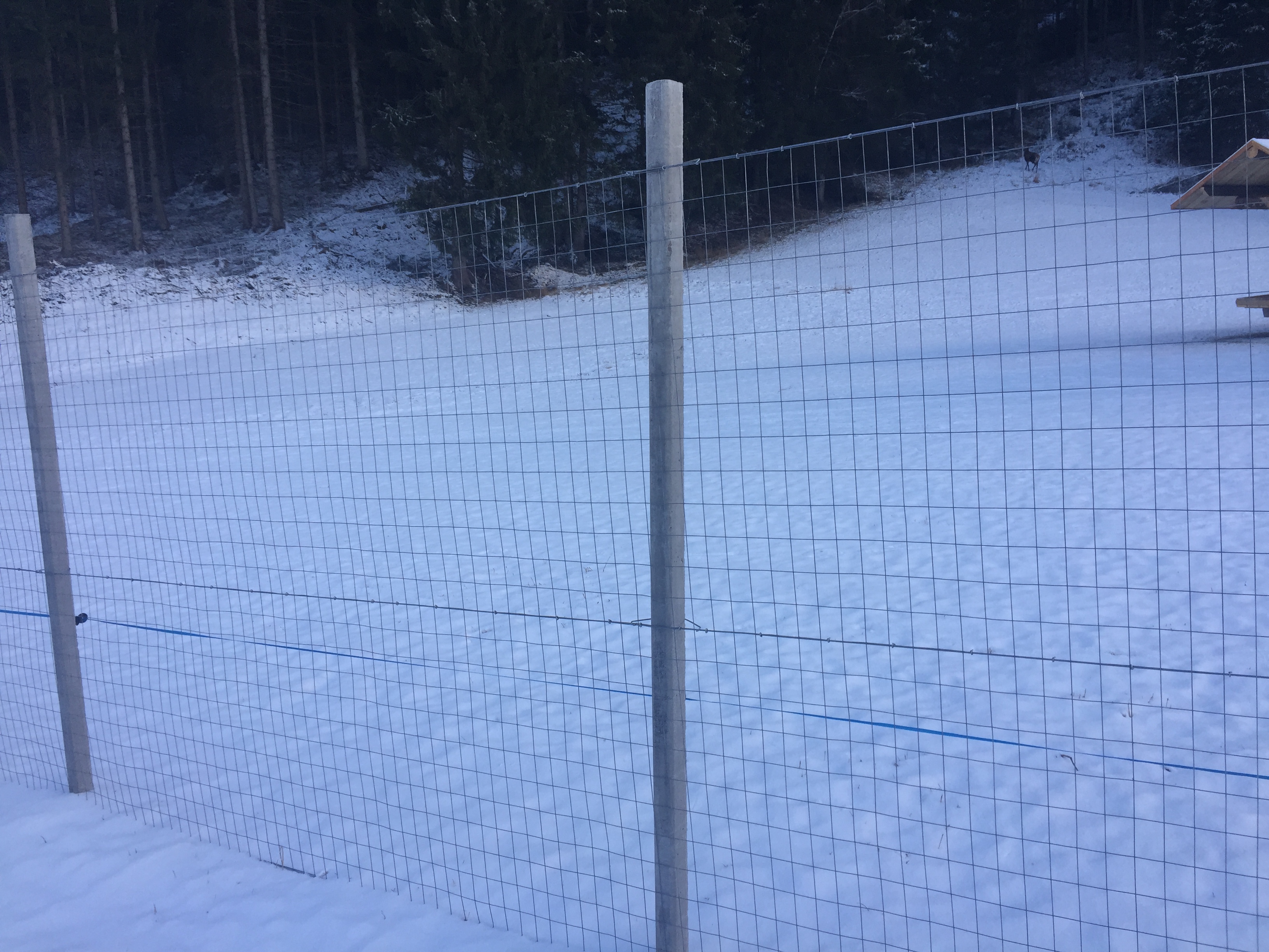 Bestehender Wildzaun am Grundstück